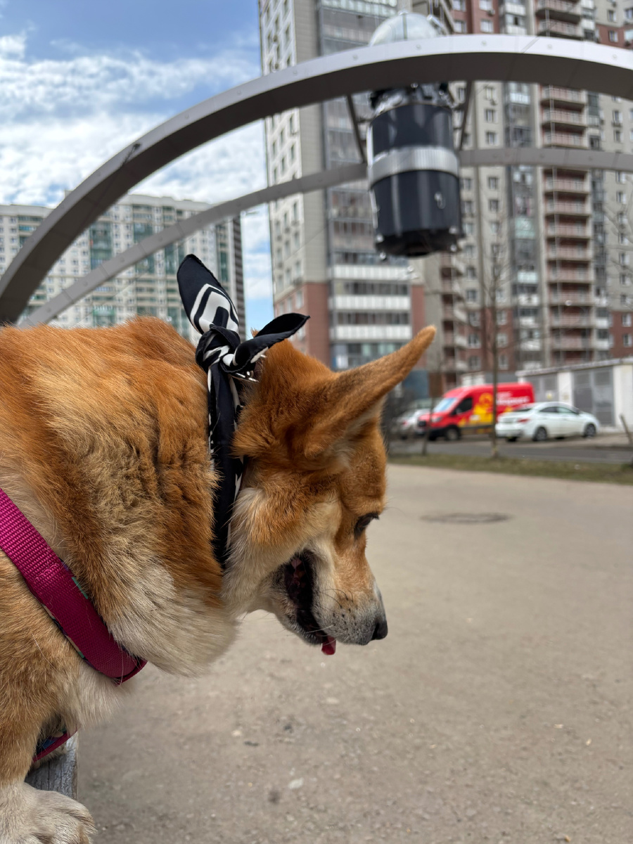 Корги Бильбо и макет корабля «Восток 1»