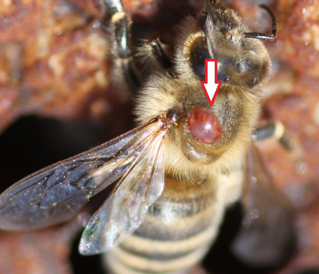 Битва за пчёл! Успешная зимовка с сублиматором и щавелевой кислотой