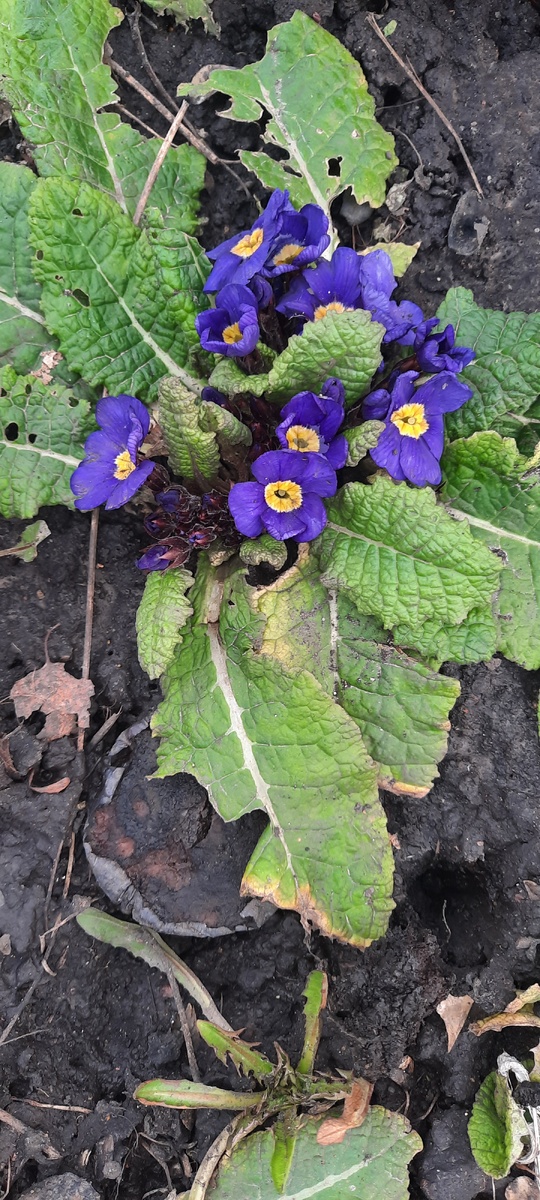 Примула, купленная на прошлогоднее 8 марта и высаженная мною прошлой весной на клумбу перезимовала и распустилась этой весной.