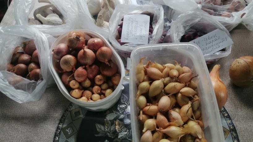 5 причин стрелкования севка: что проверить прямо сейчас, пока не поздно