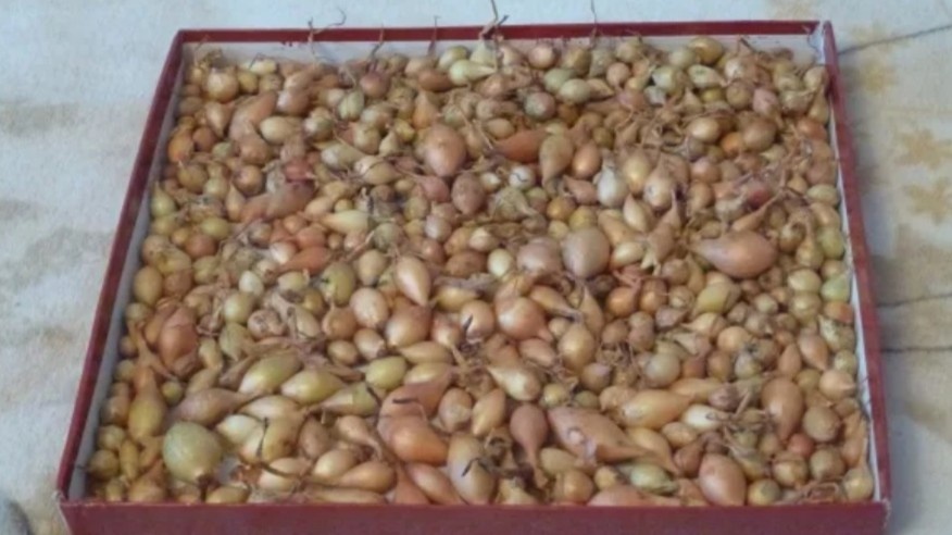 Прогрев в сухом месте с вентиляцией — не на батарее и не в пакете. Температура +25...+27°С, три-четыре недели