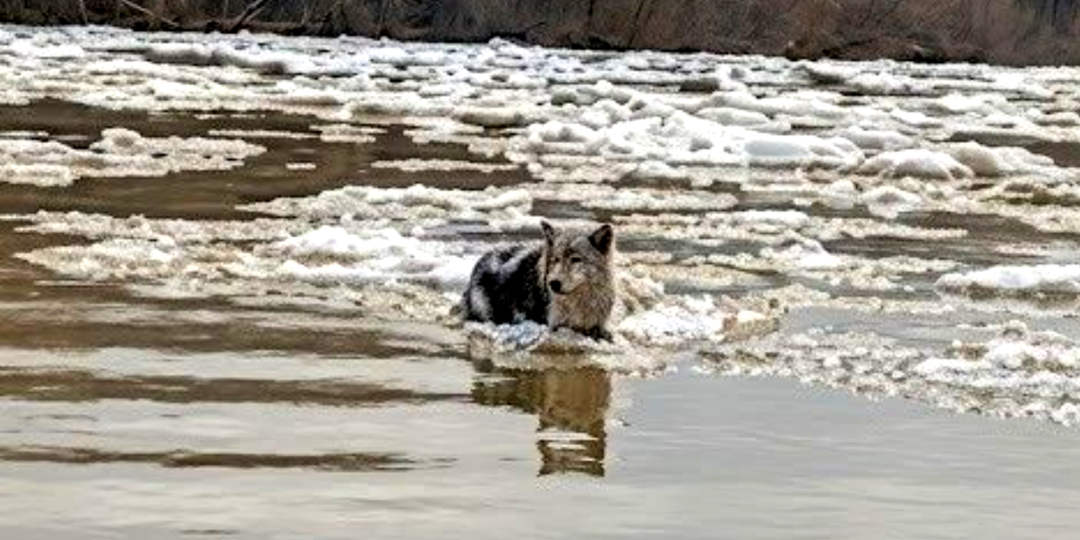 Непонятно как собака попала на льдину: пёс погружался в воду, когда его заметили рыбаки
