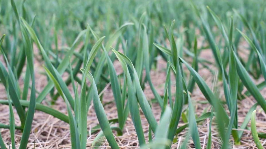 Раньше весенний чеснок желтел: нашел 5 причин и исправил