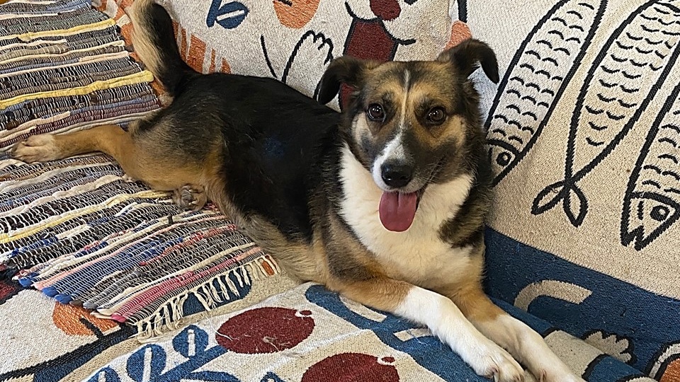 🙏🏡 Ищет семью удивительно счастливая собака по кличке Москва. Для вас — просто Мося. 🐾❤️