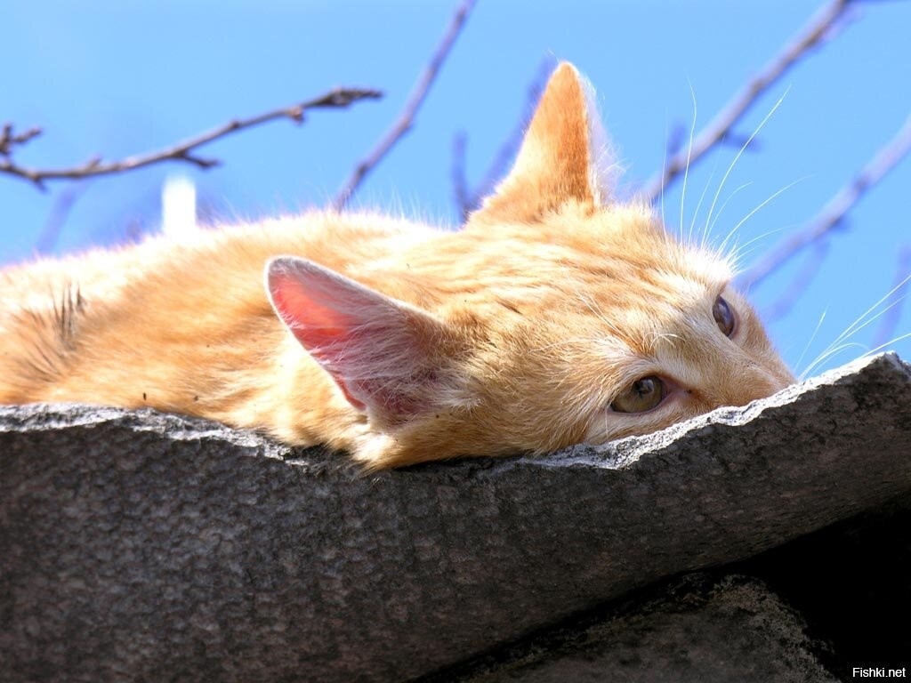 Источник фото: https://fishki.net/mix/4096910.html