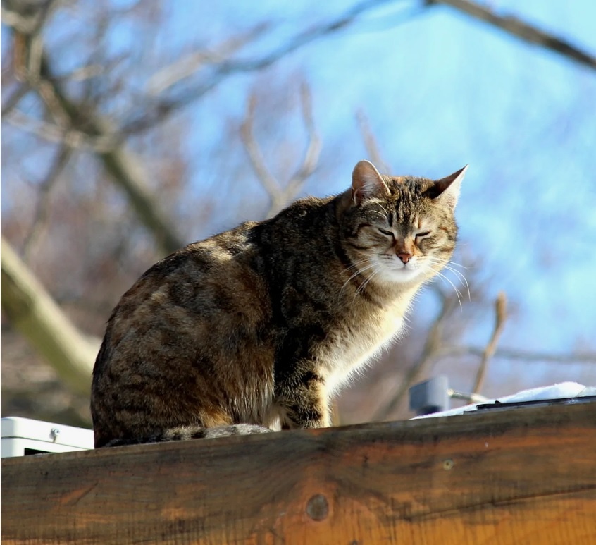 Источник фото: https://photocentra.ru/work/749770?&id_auth_photo=28980