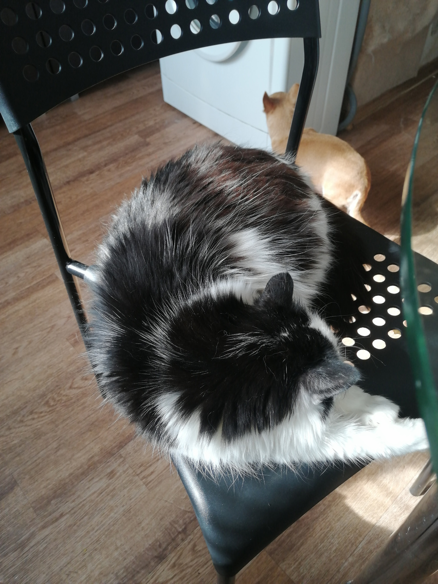 Лизица-кисица, пока я красилась, лапки на меня поставила: мама, я тут, возьми меня на ручки. Строгим голосом сказала:"Лиза, нет, не время обнимашек". Кошка поняла, лапки убрала. И... Зашла с другой стороны, на стул запрыгнула рядом и пыталась на меня в обход забраться. 