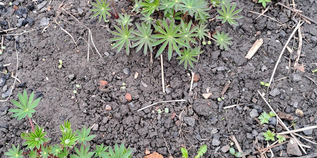 Люпин — «волчий» цветок для красоты и пользы