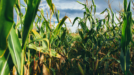 Дети страшной кукурузы: злаки из зоны отчуждения продавали хлебозаводам