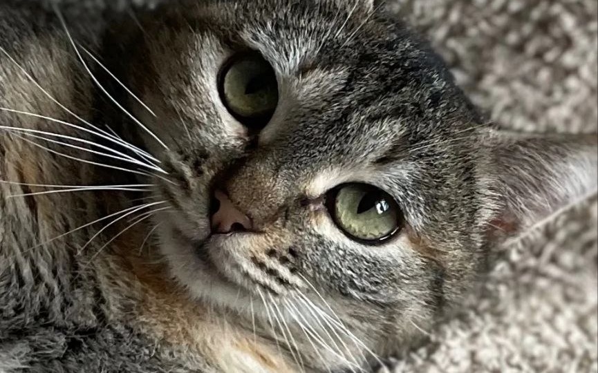 Синди живет без света взаперти в нежилом помещении. Больше никто не согласился приютить кошечку...