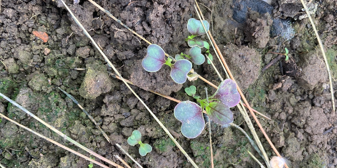 Дела садовые, дела бедовые дубль 2