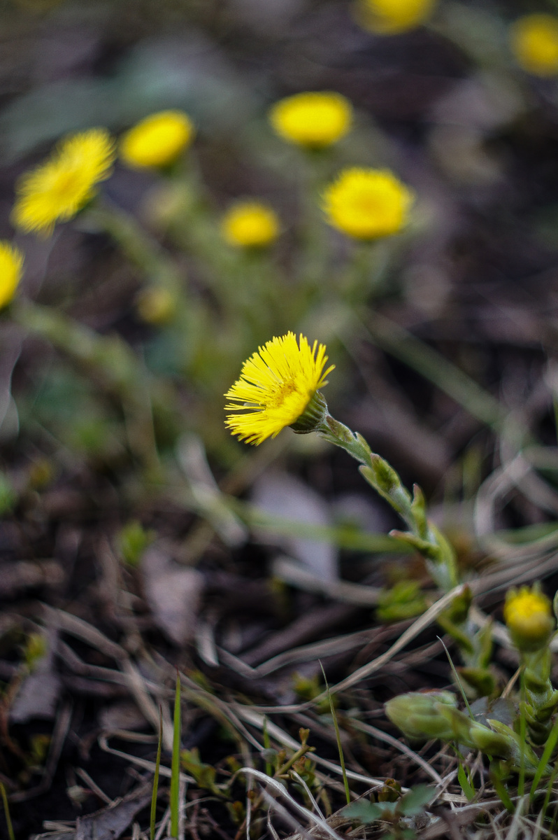 Мать-и-мачеха. Авторские фотографии Андрей Батуркин.