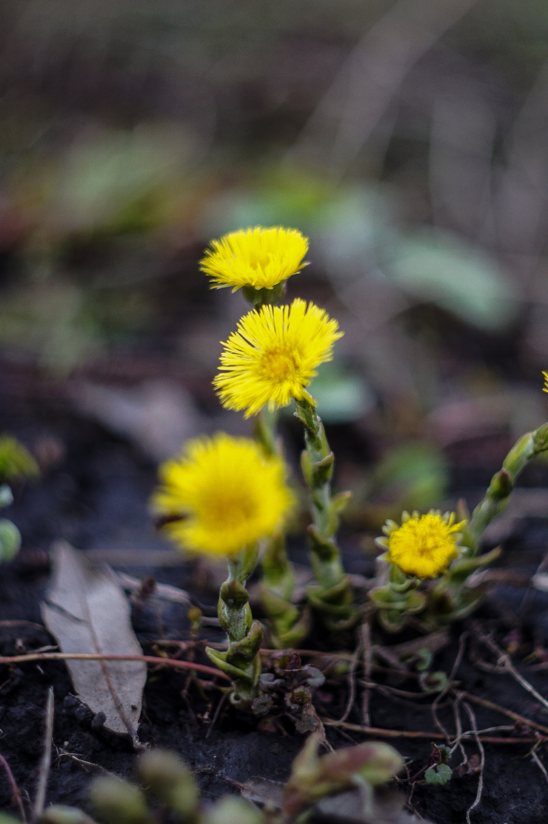 Мать-и-мачеха. Авторские фотографии Андрей Батуркин.