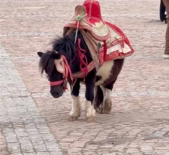 Когда увидели, что делает беременная пони, у людей сжалось сердце и они не смогли пройти мимо