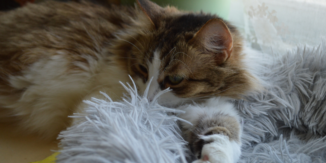 Полюбуемся кошкой Кати (хвостатый фотоальбом)