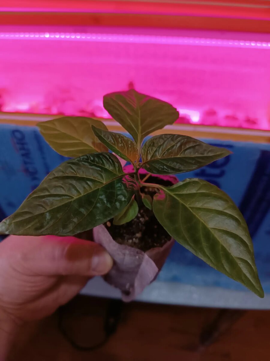 Это 🌶 Big Red Mama