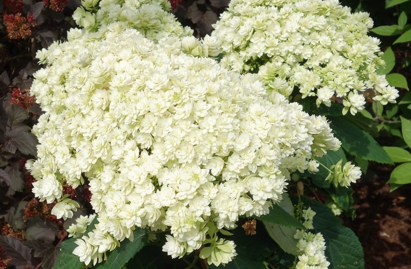 Древовидные гортензии: как вырастить пышный куст с минимальным уходом