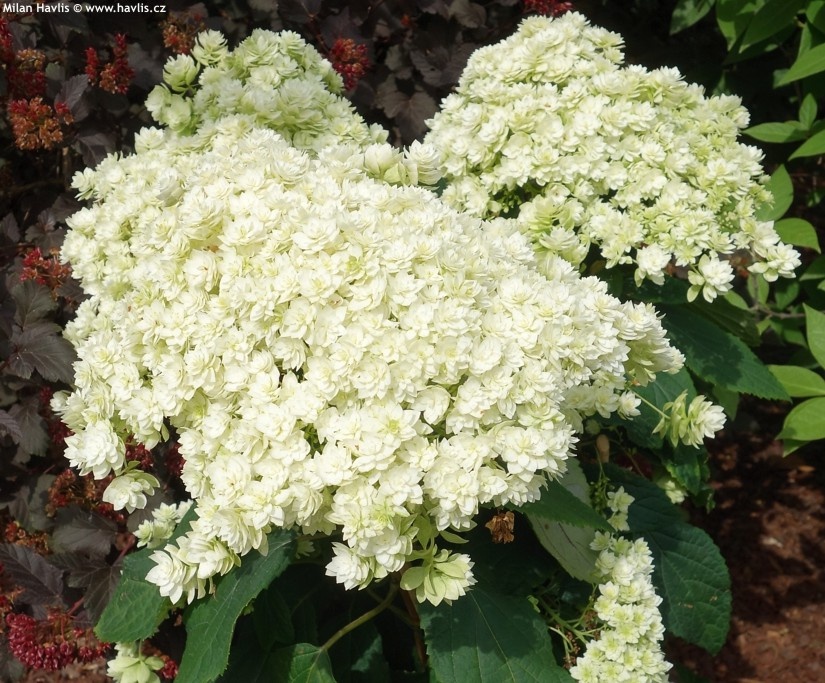 Фото: древовидная гортензия Хайес Старберст