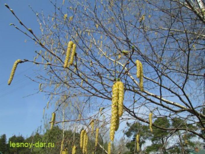 Как цветёт берёза