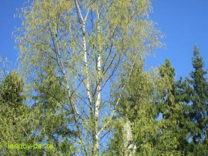 Цветущая берёза (фото с блога "Лесная кладовая")