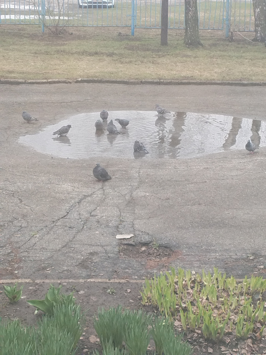 Банный день