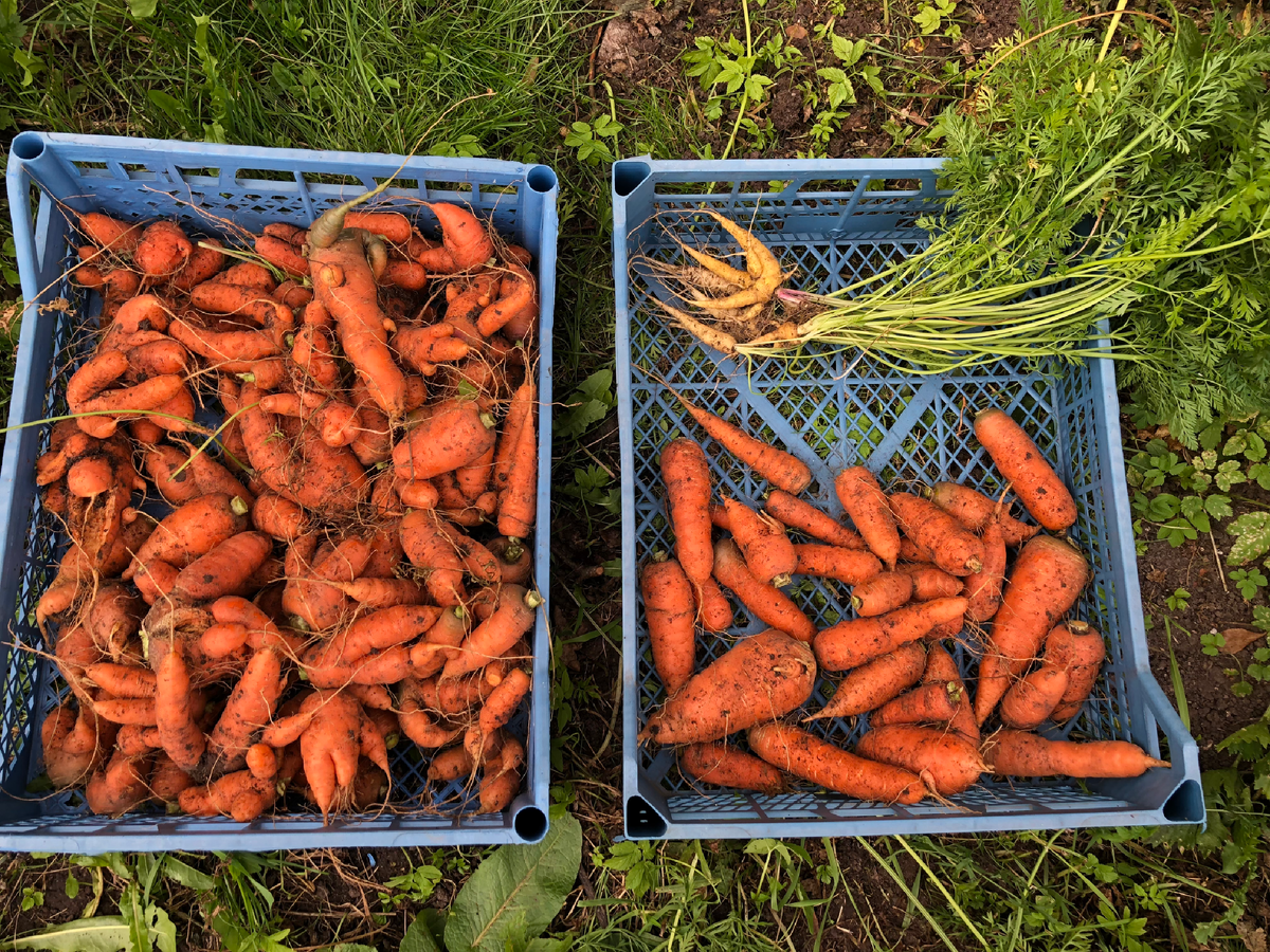 Вот такая морковь выросла в 2024 году