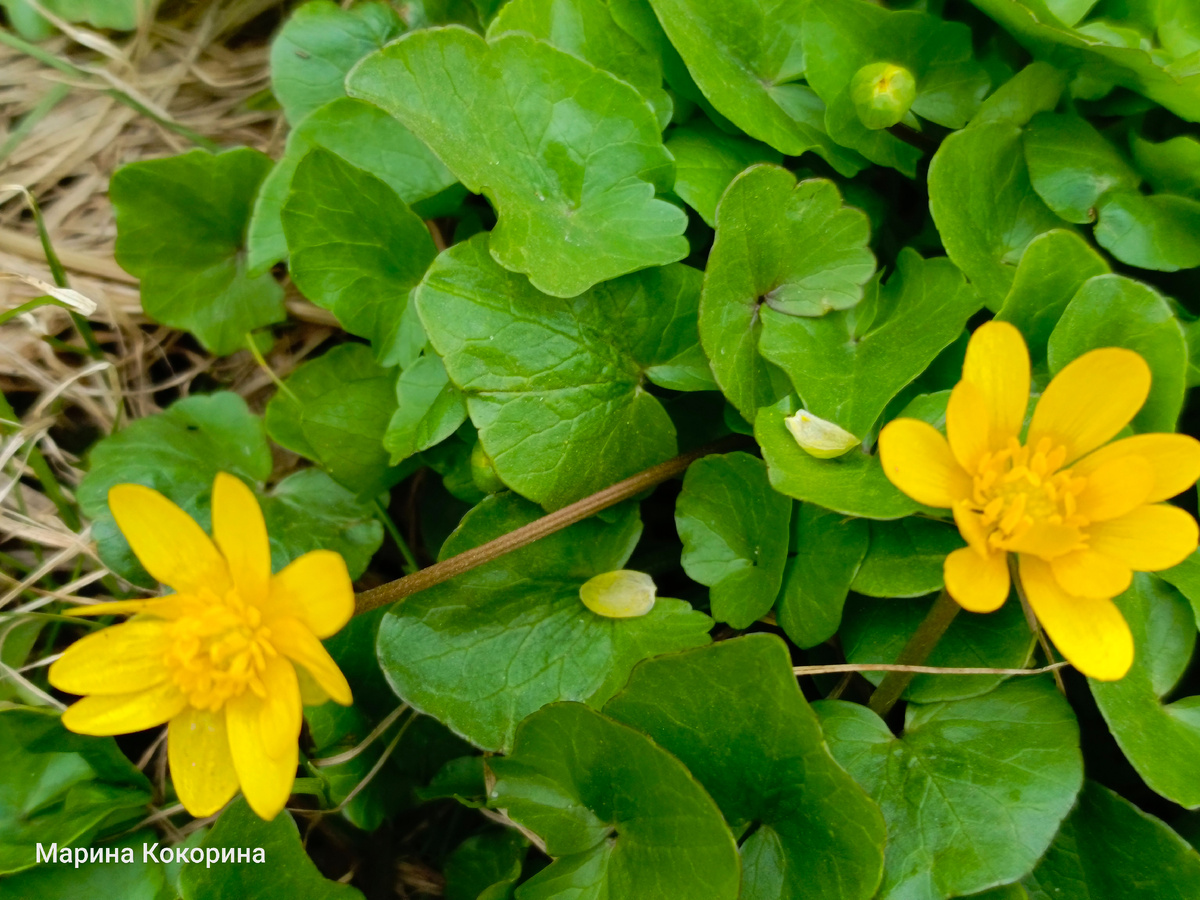Цветочки возле речки