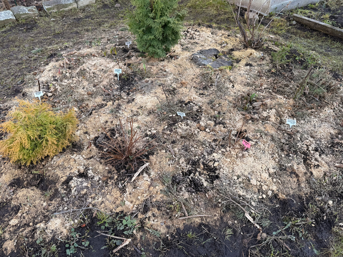 Клумба просыпается. Скоро будет красота!