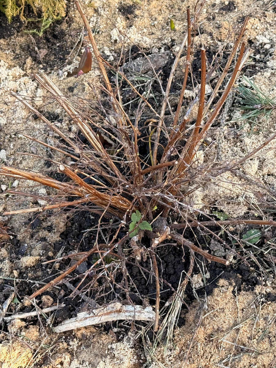 Так и хочется полить! Кажется, что спирея совсем сухая