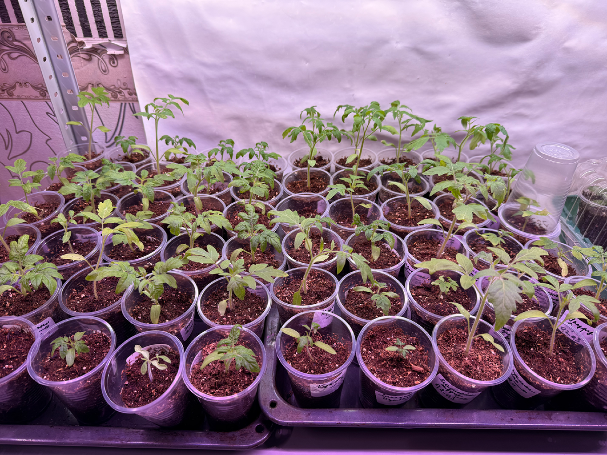 Рассада томатов на 22 апреля 2026