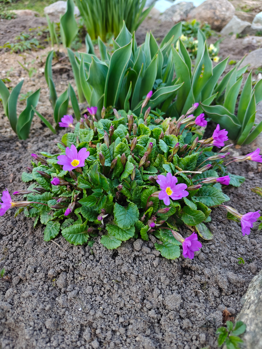 На клумбе цветут цветочки