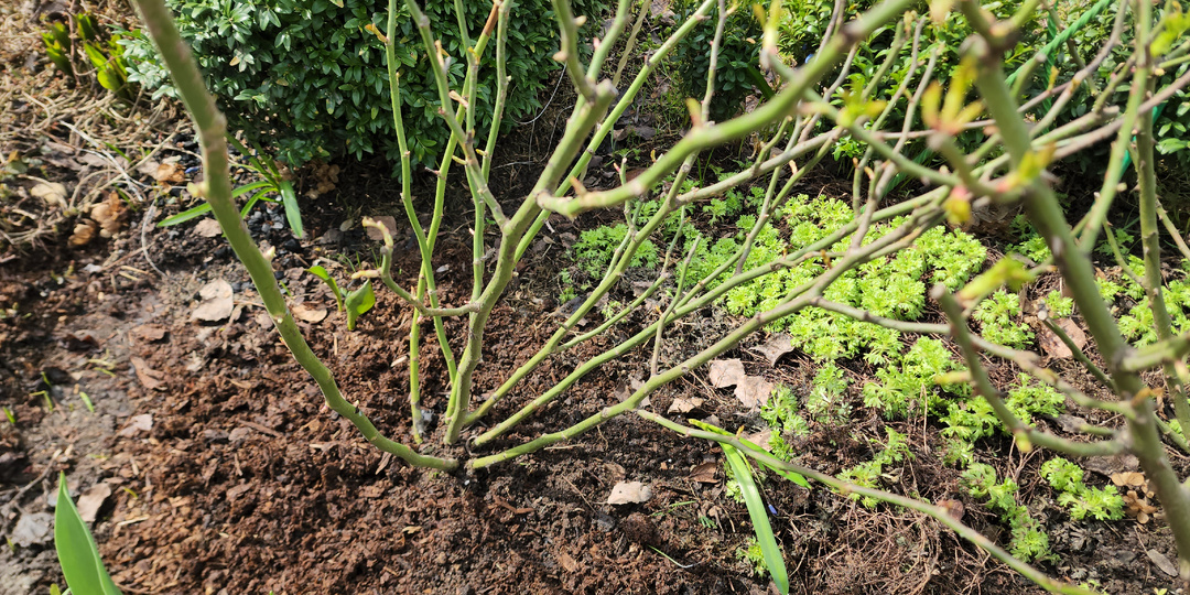 ПЛАНОВЫЙ УХОД ЗА РОЗАМИ В АПРЕЛЕ.