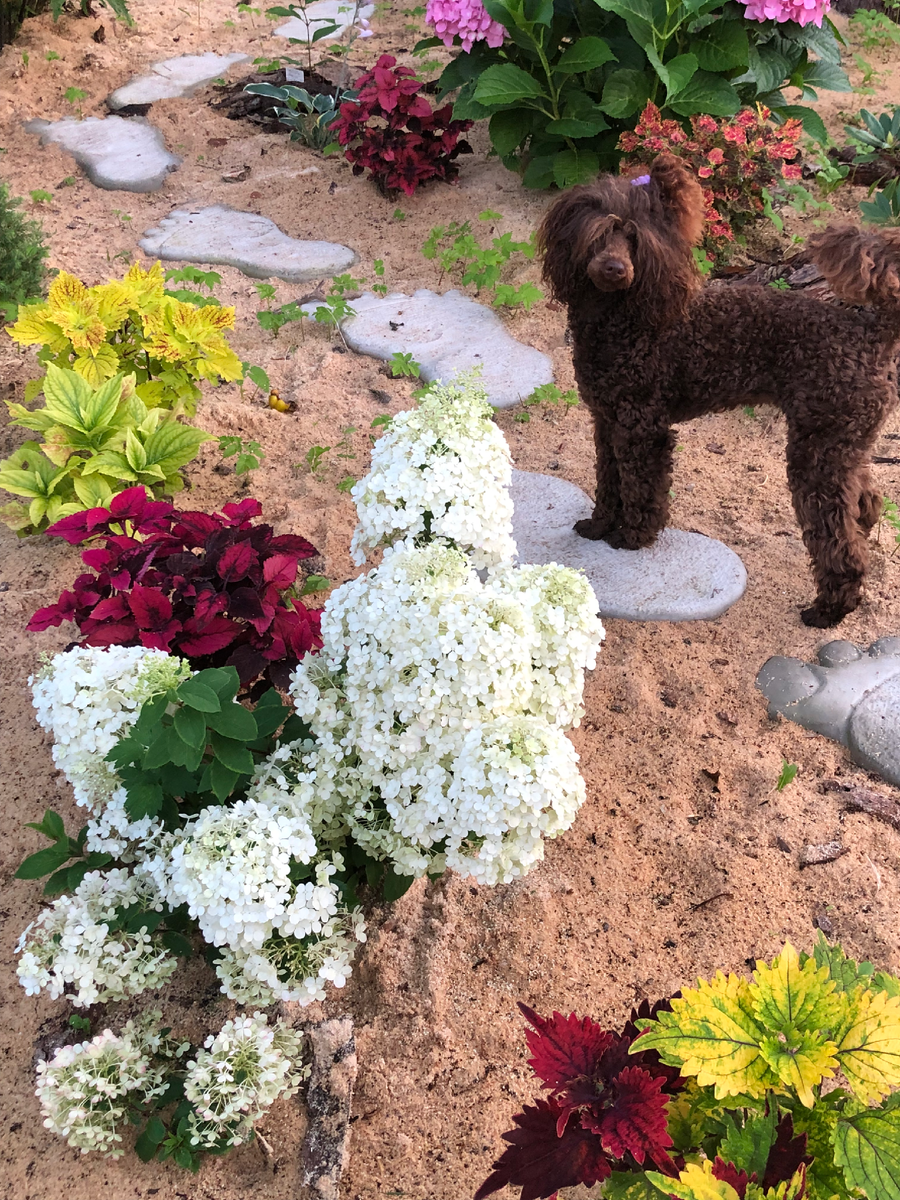 Бобо и Нэнси, август 2025