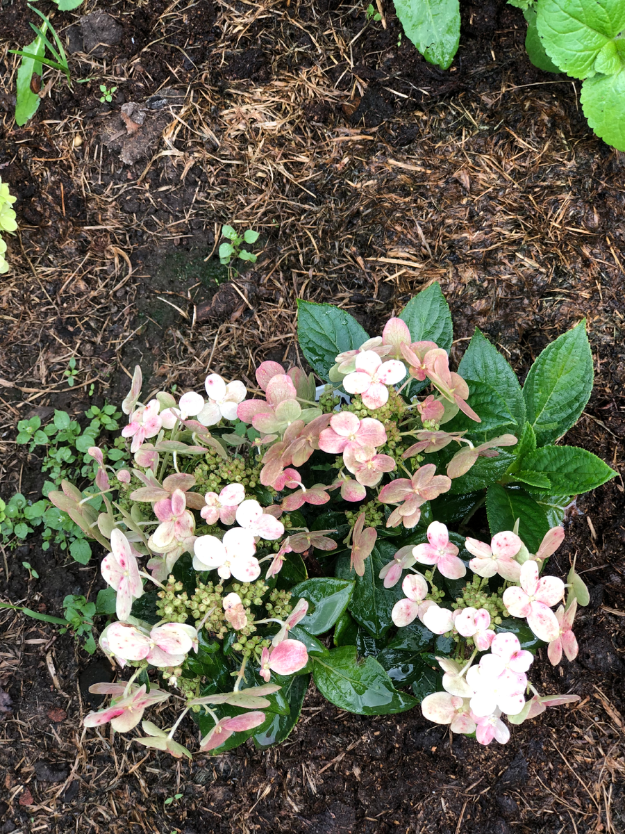 Гортензия Полестар, август 2025