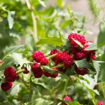 Земляничный шпинат  📷
