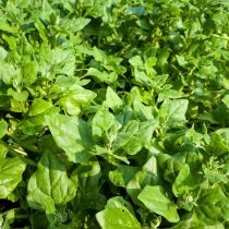 Новозеландский шпинат  📷
