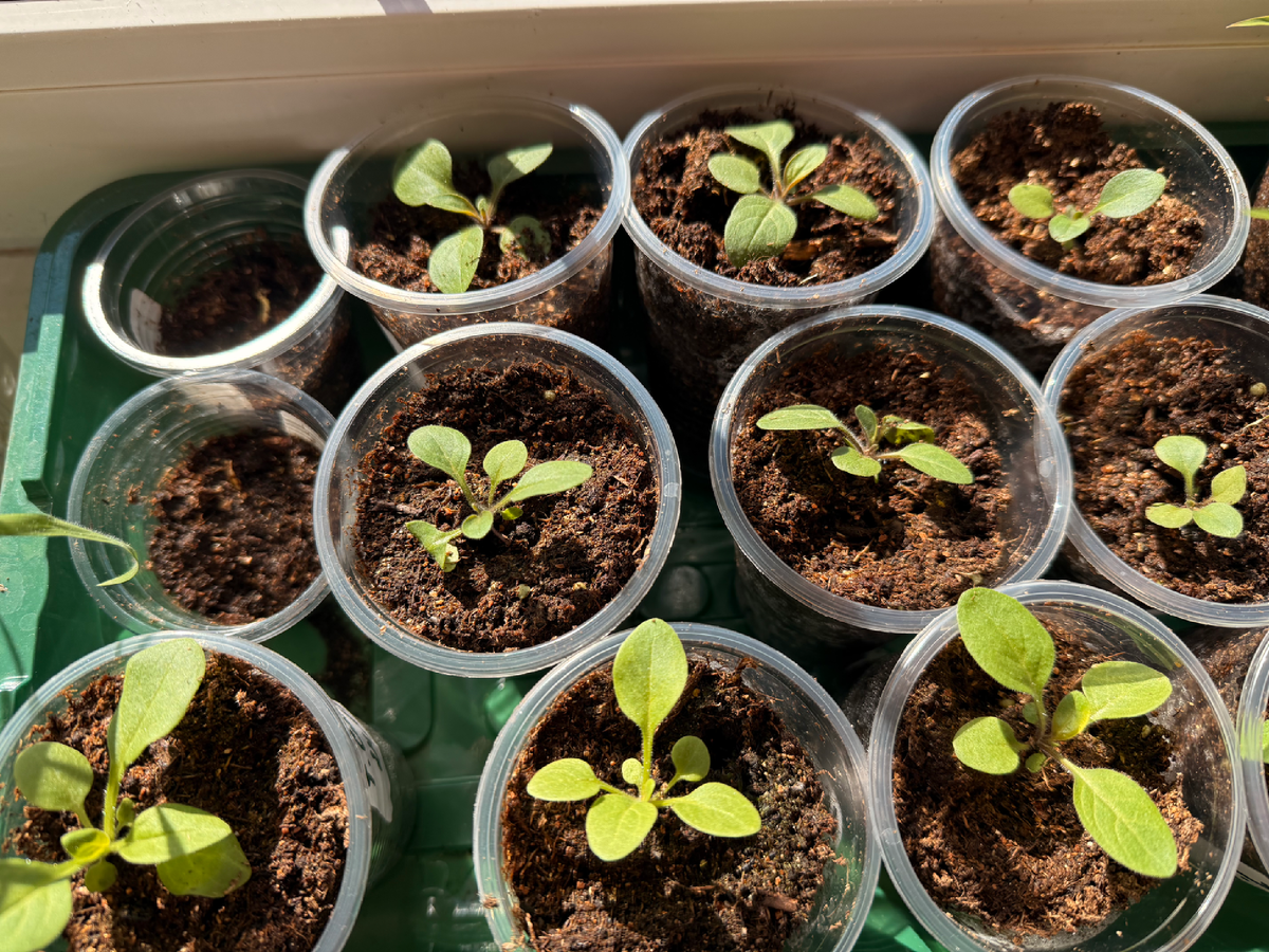 Петунии Тайдал 10 марта 2026.