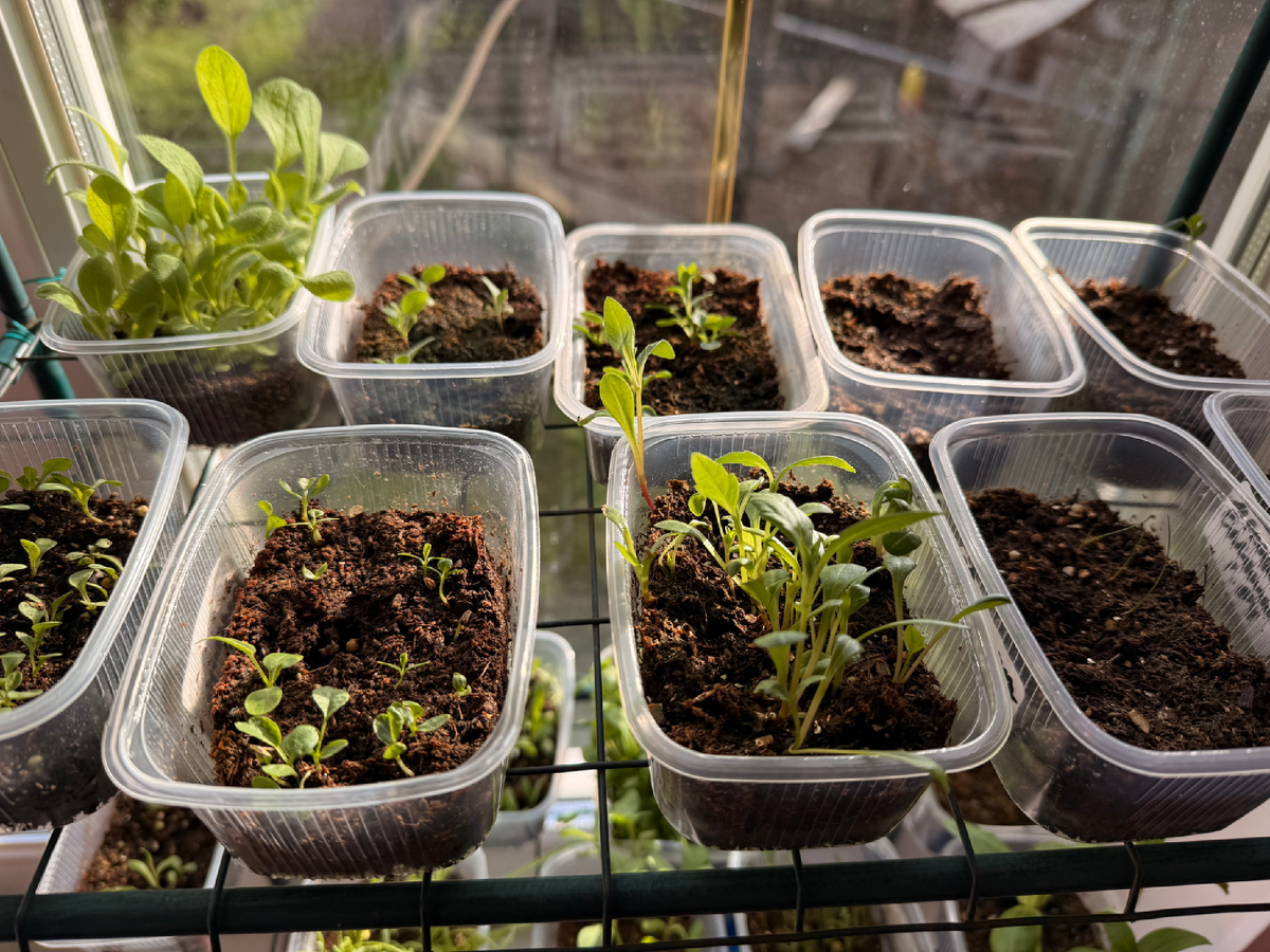 Рассада цветов на 20 апреля 2026 (эхинацея, рудбекия, георгина)