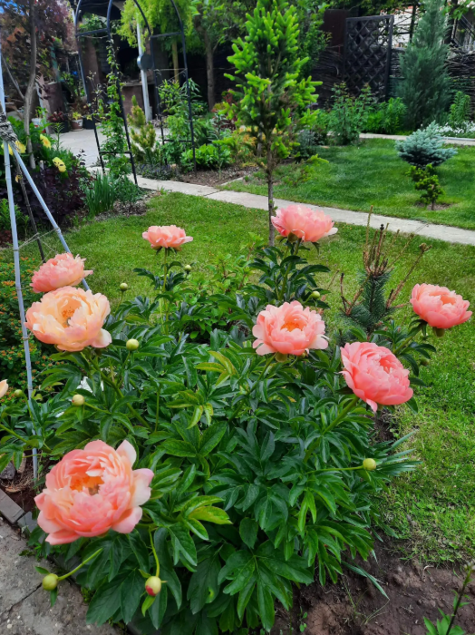 Пион Корал Сансет.