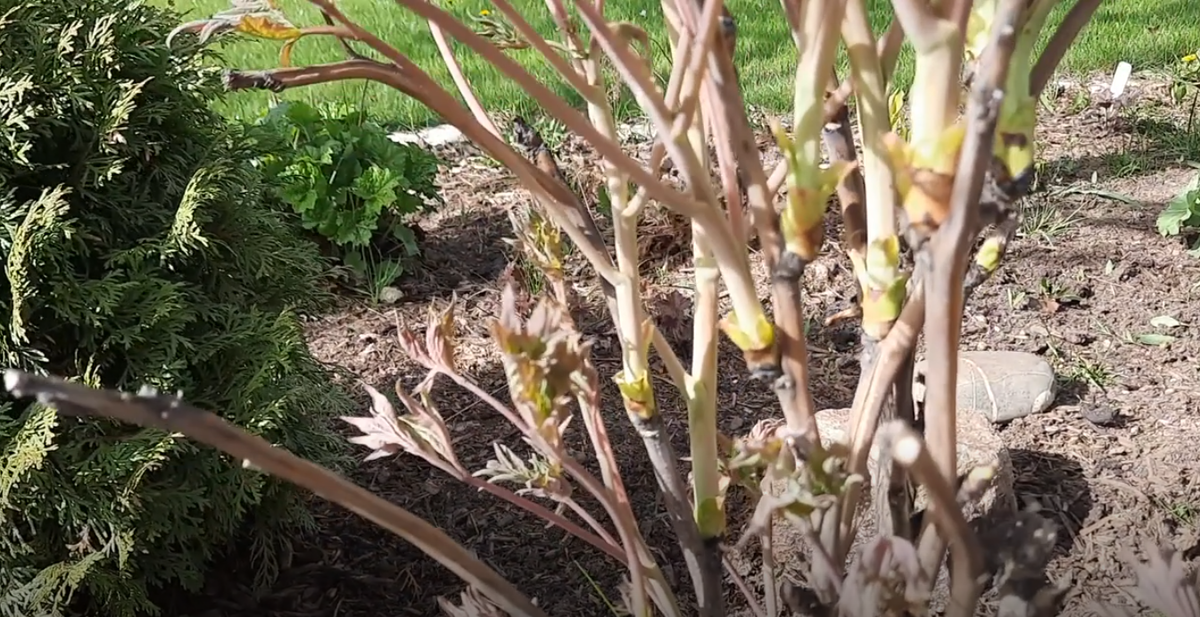 Древовидный пион Кинко.