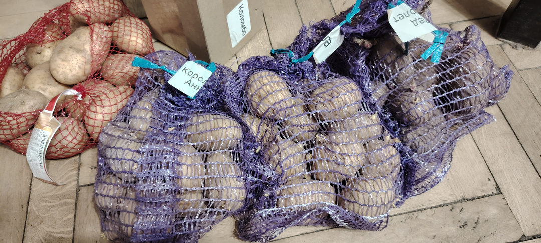 Коломбо, Королева Анна, Ред скарлет