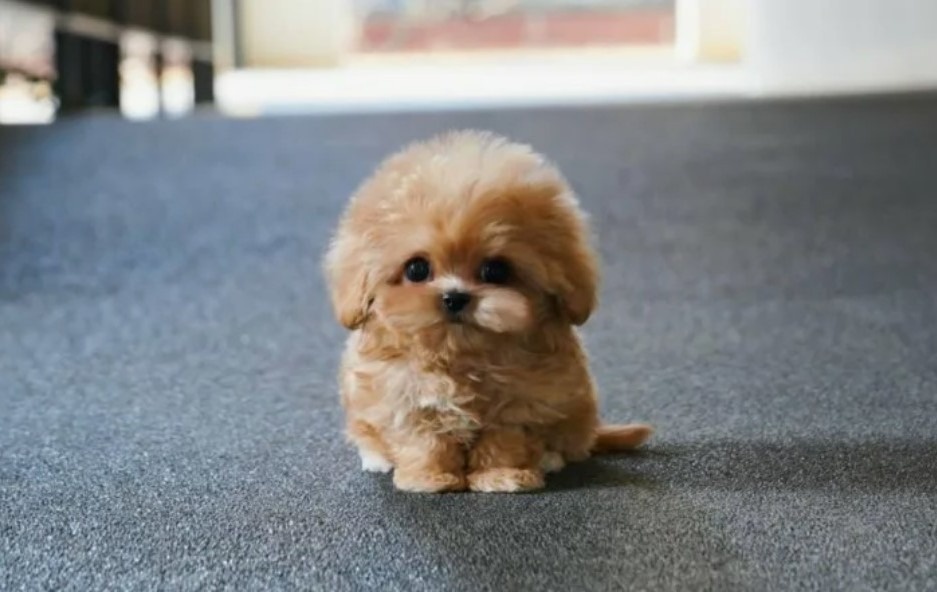 Пенсионеры считают копейки на хлеб и гречку, а тут человек покупает собаку дороже "Лады Гранты" и считает это нормой жизни.
