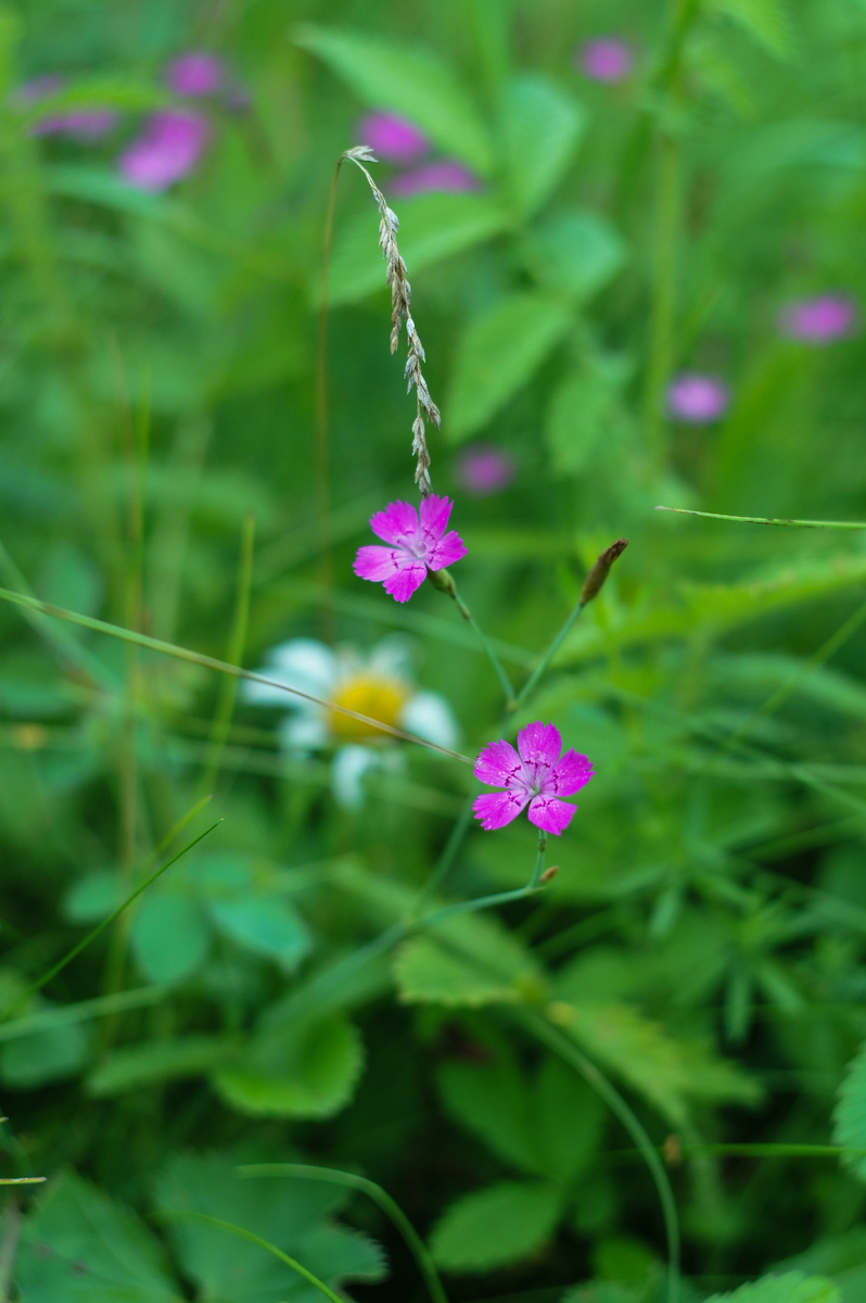 Гвоздика травянка. Авторские фотографии Андрей Батуркин.