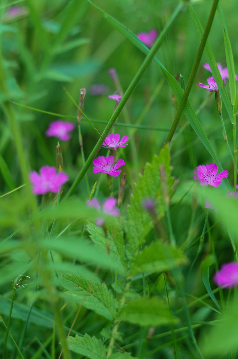 Гвоздика травянка. Авторские фотографии Андрей Батуркин.