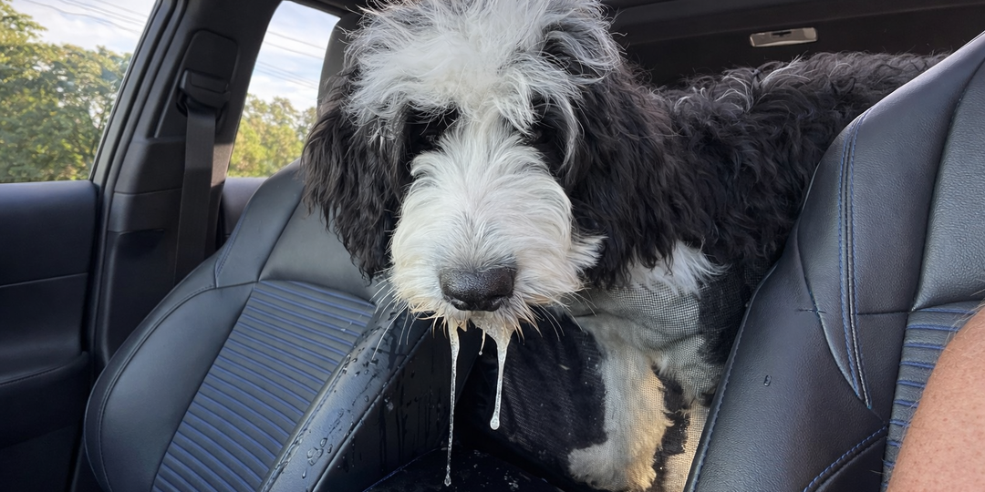 Почему собака пускает слюни в машине: укачивание или страх