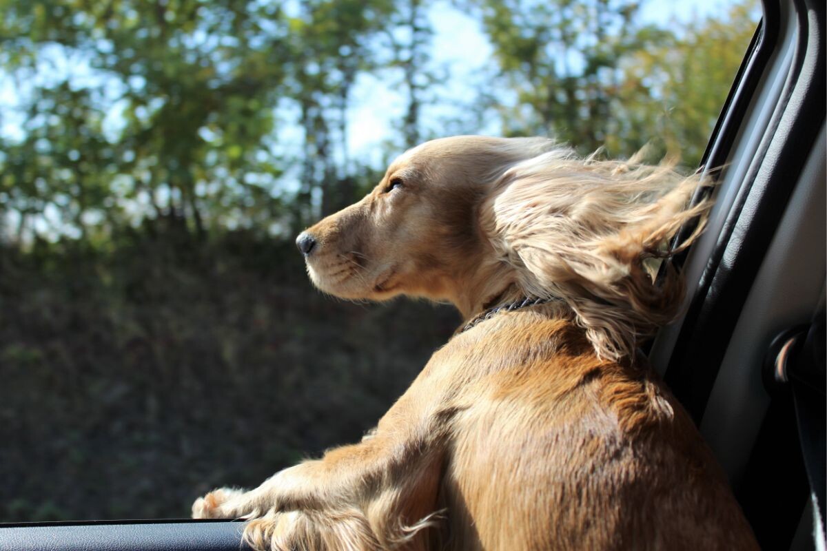 Собака в машине 