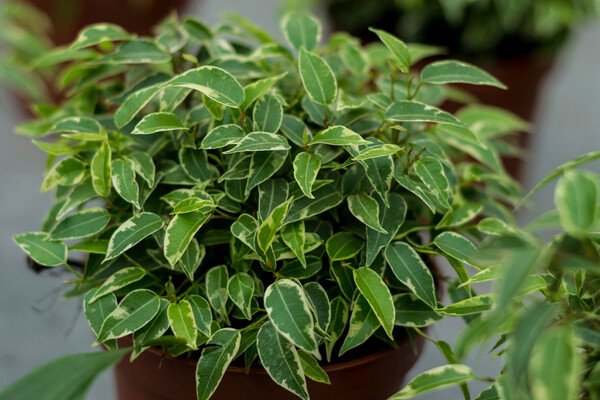 Sergey Maidanyk/Shutterstock/FOTODOM   📷