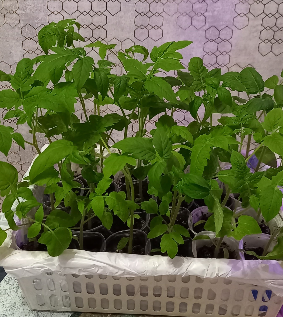 Фото автооа