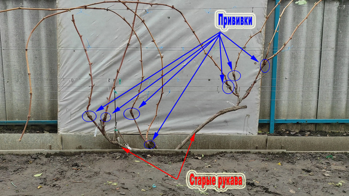 Куст после привики.