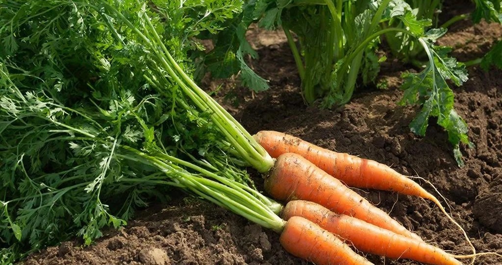 Семена хорошие, а морковь не всходит - дачникам раскрыли пять главных ошибок